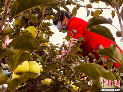 甘肃平凉山沟沟遍现“苹果乐园”:老果农惊叹新农技效益